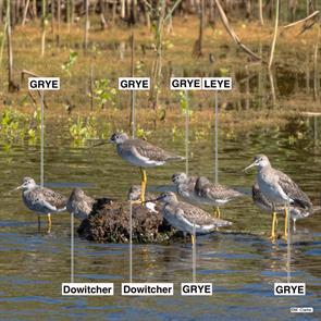 greater.yellowlegs.lesser.yellowlegs.dowitchers.parker.river.nwr.2022.09.14.grye.jpg