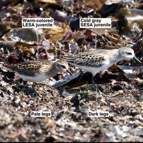 least.sandpiper.semipalmated.sandpiper.winthrop.beach.2021.09.06.P2880370.jpg