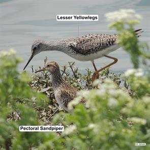 lesser.yellowlegs.pectoral.sandpiper.hornsby.bend.2014.04.21.DSCN0756.jpg