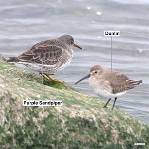 purple.sandpiper.dunlin.pleasure.bay.2023.12.31.P1300849.jpg