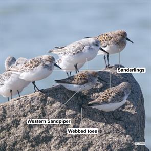 sanderlings.western.sandpiper.plymouth.beach.2019.05.18.P2300970.sand.jpg