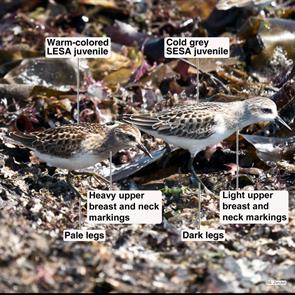 least.sandpiper.semipalmated.sandpiper.winthrop.beach.2021.09.06.P2880370.jpg