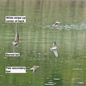 short-billed.dowitchers.2.parker.river.nwr.2022.08.20.jpg