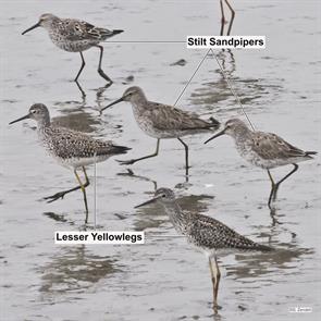 lesser.yellowlegs.stilt.sandpiper.brigantine.2023.04.27.P1040143.stsa.jpg