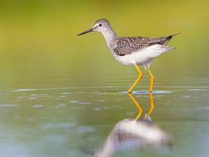 Lesser Yellowlegs photographic ID guide