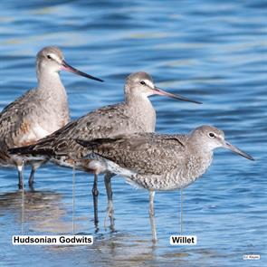 hudsonian.godwits.willet.i-778S8zK-X3.barnstable.2018.08.15.j.keyes.jpg