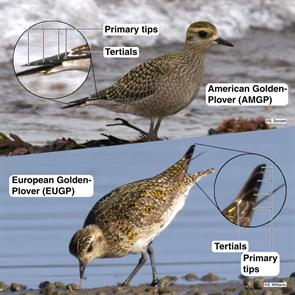 european.golden-plover.duxbury.beach.2021.04.14.sean.williams.ML327402191.american.golden-plover.winthrop.beach.2016.09.18.jpg