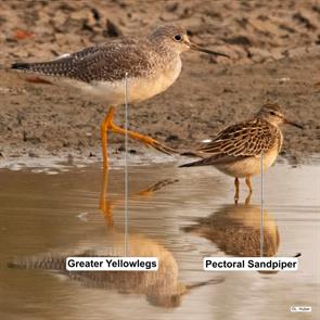 pectoral.sandpiper.greater.yellowlegs.butte.ca.2020.10.03.liam.huber.ML267850251.jpg