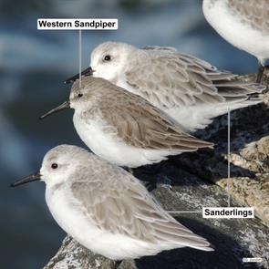 sanderlings.western.sandpiper. avalon.2013.09.23.DSCN3580.sand.jpg