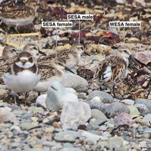 semipalmated.plover.semipalmated.sandpipers.western.sandpiper.winthrop.beach.sesa.2014.09.09.IMG_4795.jpg