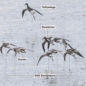 stilt.sandpipers.dunlin.short-billed.dowitcher.brigantine.2023.04.27.P1040372.stsa.jpg