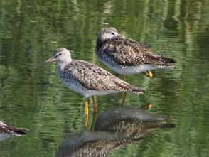 Greater Yellowlegs photographic ID guide