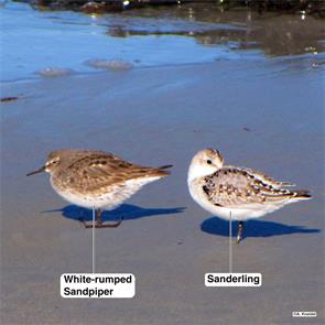 white-rumped.sandpiper.sanderling.plymouth.beach.2012.09.23.sand.jpg