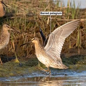 short-billed.dowitchers.3.parker.river.nwr.2021.05.19.jpg