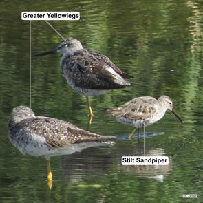 greater.yellowlegs.stilt.sandpiper.winthrop.2014.08.07.IMG_3694.jpg