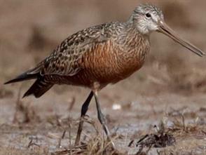 Hudsonian Godwit photographic ID guide