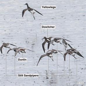 stilt.sandpipers.dunlin.short-billed.dowitcher.brigantine.2023.04.27.P1040372.dunl.jpg