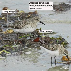 white-rumped.sandpiper.semipalmated.sandpiper.point.of.pines.2011.09.02.DSCN6252.jpg