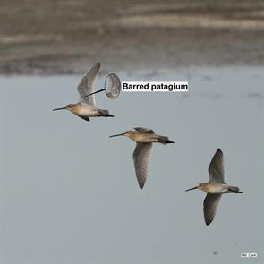 short-billed.dowitchers.parker.river.nwr.2022.08.20.jpg