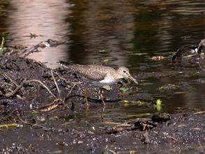 Solitary Sandpiper photographic ID guide