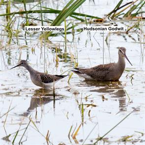 hudsonian.godwit.lesser.yellolegs.bear.creek.2018.10.07.P2070458.hugo.jpg