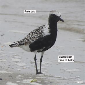 black-bellied.plover.bolivar.2015.05.10.IMG_9325.jpg