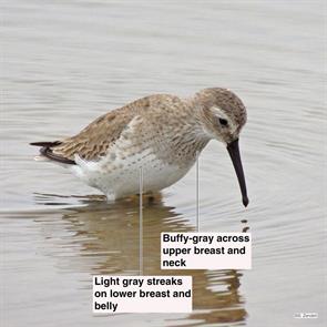 dunlin.charlies.pasture.204.02.24.DSCN9469.jpg