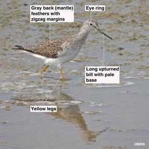 greater.yellowlegs.charlies.pasture.2014.02.24.DSCN9318.jpg