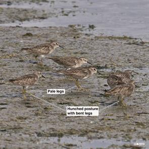 least.sandpipers.estero.llano.grande.2018.01.27.P1790607.jpg