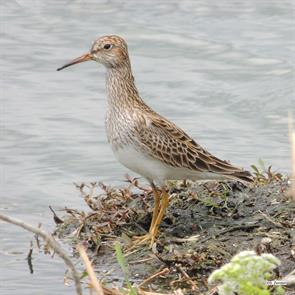 pectoral.sandpiper.hornsby.bend.2014.04.21.DSCN0817.jpg