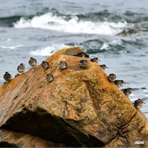 purple.sandpipers.cape.ann.jared.keyes.2018.02.01.jpg