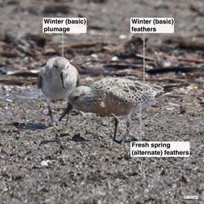 red.knots.bolivar.2017.04.13.P1490690.jpg