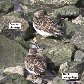 ruddy.turnstones.pleasure.bay.2023.02.08.P3240722.jpg