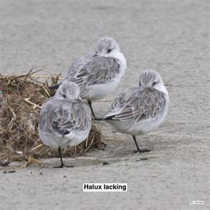 sanderlings.bolivar.flats.2019.11.05.P2520182.jpg