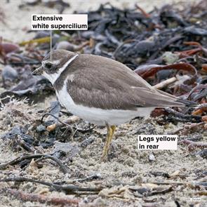 semipalmated.plover.winthrop.beach.2016.10.01.P1220303.jpg