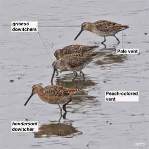 short-billed.dowitchers.brigantine.2023.04.27.P1040100.jpg