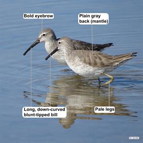 stilt.sandpipers.aransas.nwr.2014.12.29.IMG_9692.jpg