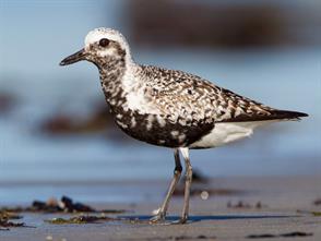 Black-bellied Plover photographic ID guide