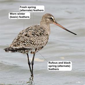 hudsonian.godwit.valparaiso.chile.m.p.rojas.ML614000309.2024.01.25.jpg