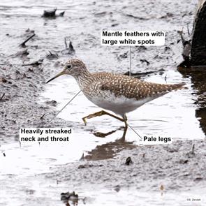 solitary.sandpiper.arlington.reservoir.2018.04.14.P1940125.jpg