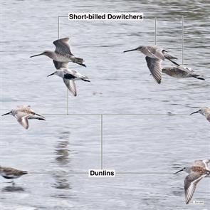 short-billed.dowitchers.dunlins.brigantine.2023.05.04.P1070063.dunl.jpg