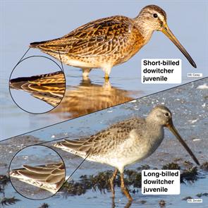 short-billed-long-billed.dowitchers.IMG_6402.jpg