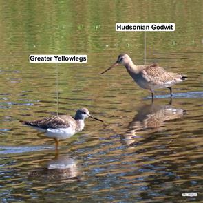 hudsonian.godwit.greater.yellowlegs.parker.river.m.watson.2021.10.06.ML375602291.hugo.jpg