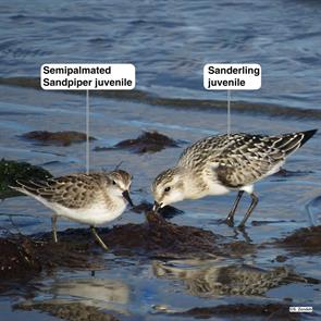 semipalmated.sandpiper.sanderling.point.of.pines.2014.09.23.IMG_5866.sesa.jpg