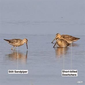 stilt.sandpiper.short-billed.dowitchers.2021.07.17.sbdo.jpg