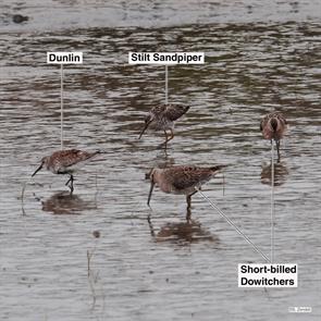 short-billed.dowitchers.stilt.sandpiper.dunlin.brigrantine.2023.04.26.P1030966.sbdo.jpg