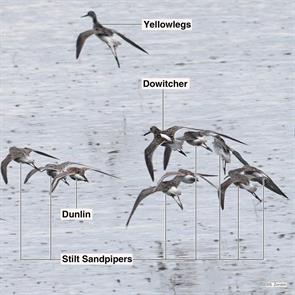 stilt.sandpipers.dunlin.short-billed.dowitcher.brigantine.2023.04.27.P1040372.sbdo.jpg