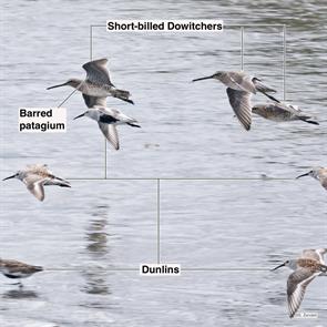 short-billed.dowitchers.dunlins.brigantine.2023.05.04.P1070063.jpg