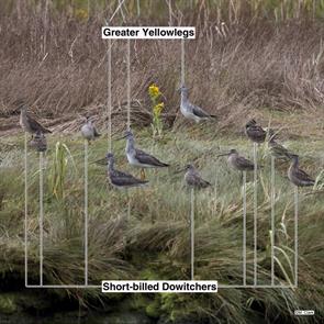 greater.yellowlegs.short-billed.dowitchers.parker.river.nwr.2015.09.15.jpg