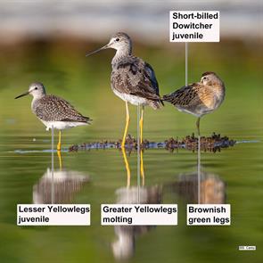 lesser.yellowlegs.greater.yellowlegs.short-billed.dowitcher.quincy.2015.08.25._J3O1492.sbdo.jpg